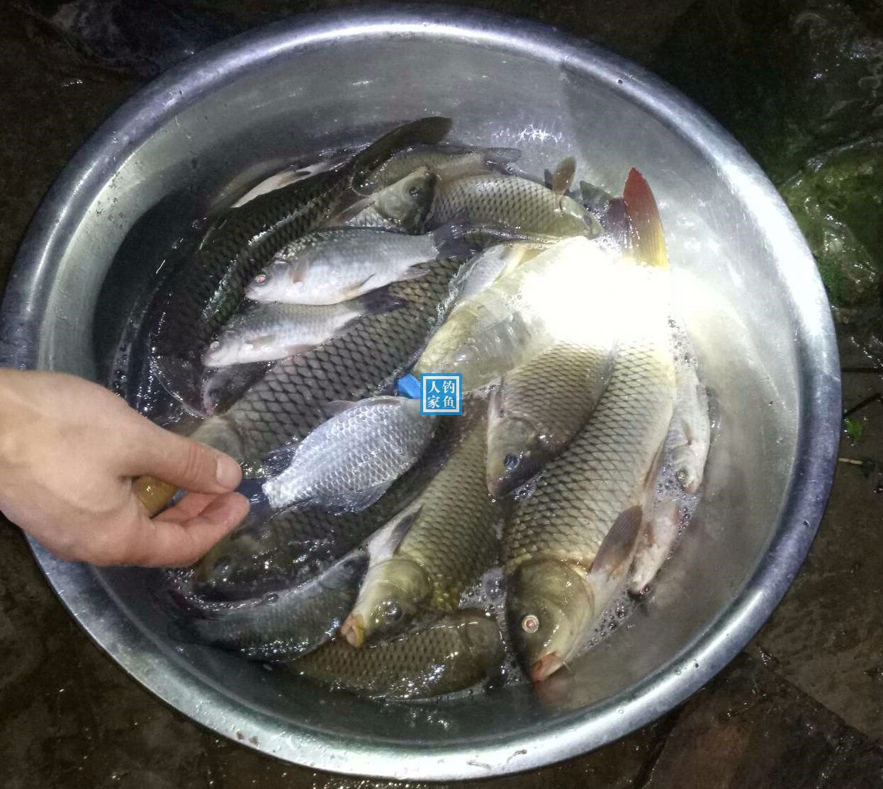 野外支流釣魚,收穫一盆野生魚,清蒸5條野生大板鯽魚給兒子吃