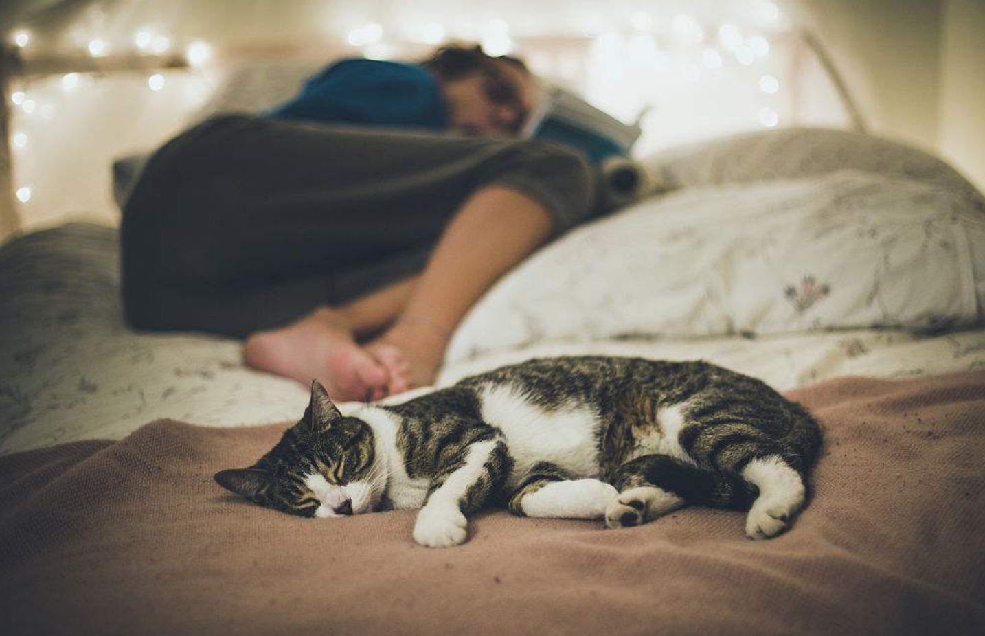 和猫咪一起睡觉图片