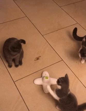 (宠物猫咪英国短毛猫蓝白橘猫土猫)哎?差点忘了还有一只.