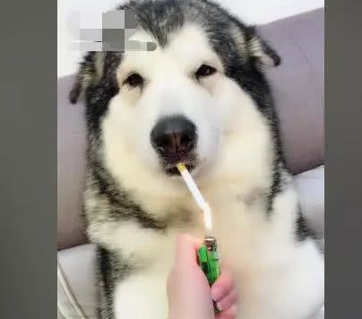 主人加班加到很晚,一回家就看到狗子叼着香烟,简直成精了!