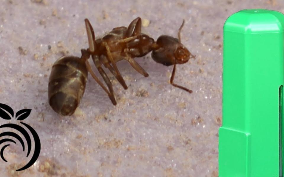 如何在5分钟之内杀死100只蚂蚁