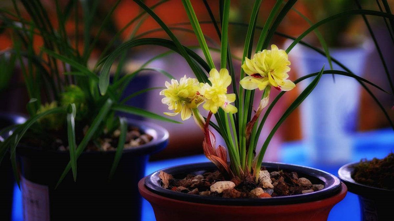 慎重,兰花冬季用肥要点,这几点你不能不懂!