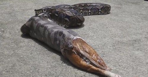 蟒蛇把猫吞进肚子,被吐出后又起死回生,猫真的有九条命