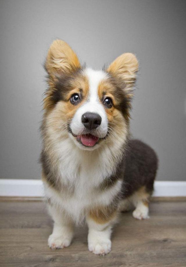 柯基犬的寿命有多长怎样让狗狗延长寿命