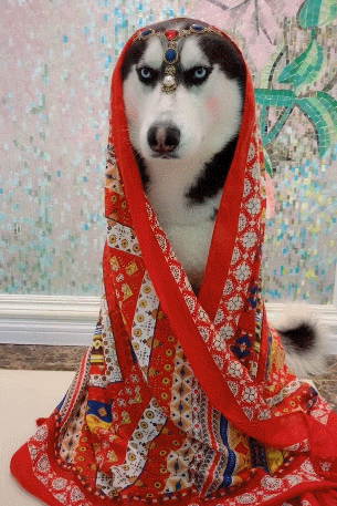 打扮|哈士奇|朋友圈_新浪新闻