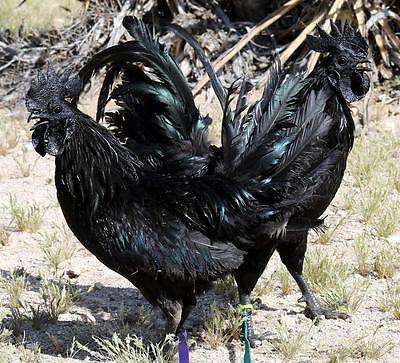 第二黑就是因为它的价格了,在印度尼西亚,这种鸡的