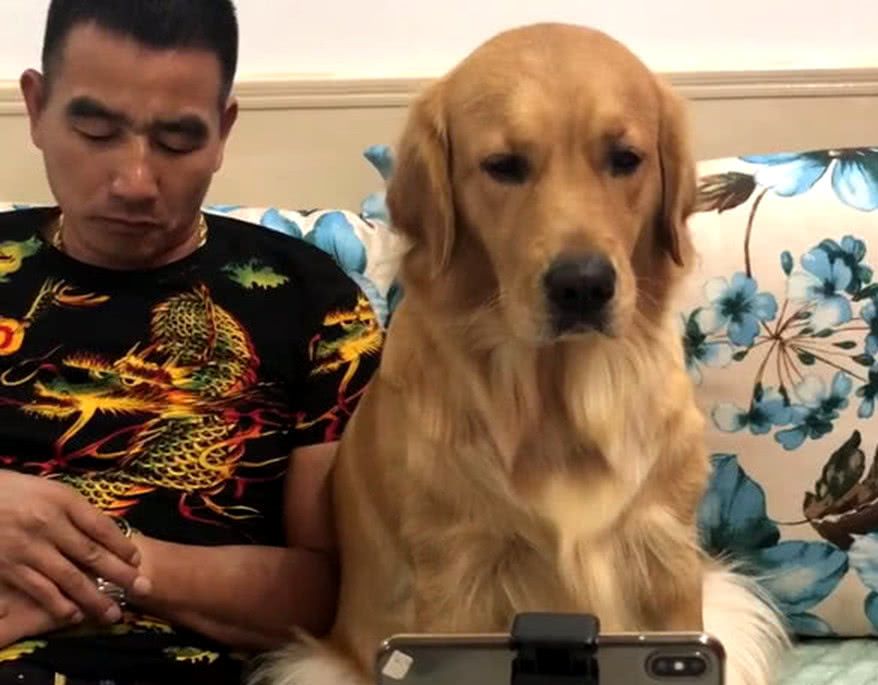 金毛沉迷于看电视剧,男主人准备出手制止,结果感觉摊上大事了