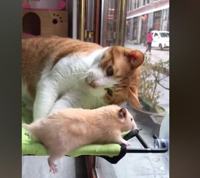 橘猫一次见到老鼠,抱着闻了二十分钟,老鼠:我好想逃却逃不掉!