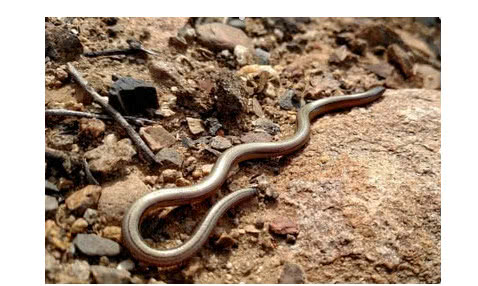 玻璃蛇原来是一种蜥蜴一种没有脚身体断成数节都能存活的生物