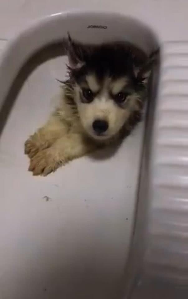 哈士奇竟然这样就被蹲便给征服了,也没谁了!