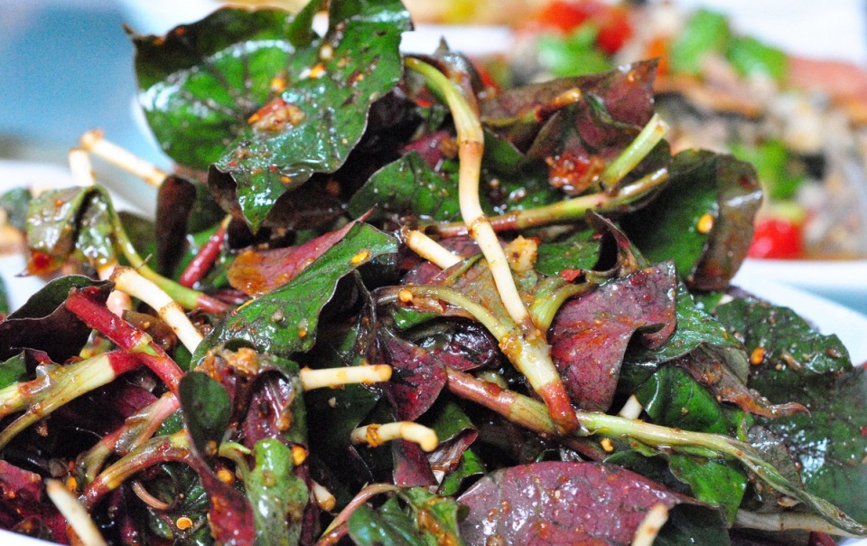 此野菜又名折耳朵临床功效多如何安全食用看药学专家怎么说