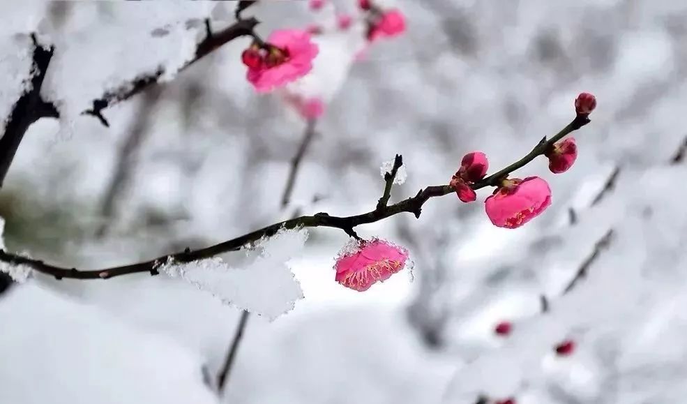不拍一次踏雪寻梅,这个冬天就白过了|雪梅|枝条|构图_新浪新闻