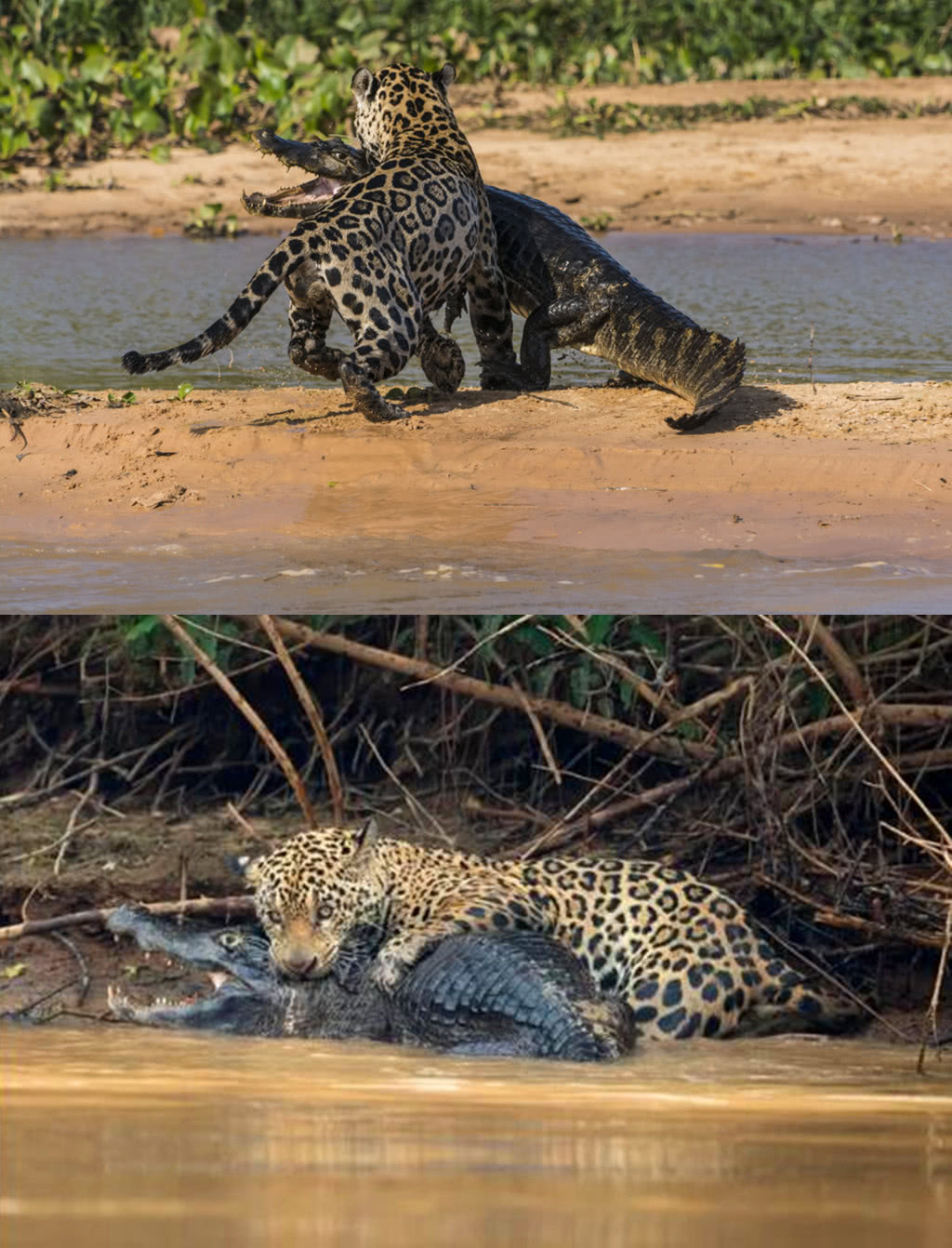 花豹惨遭老虎锁喉击杀,体型差距一目了然