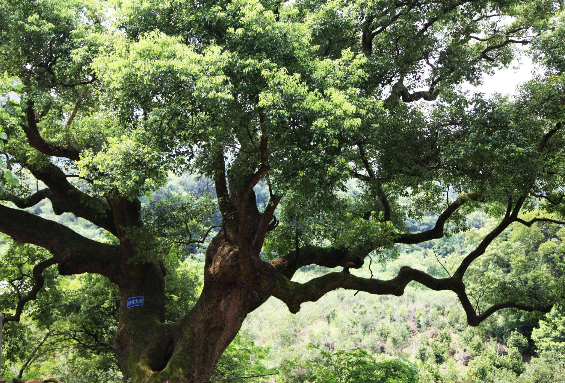 男子砍一棵古树,树洞钻出来几个怪物,把人吓惨__财经头条