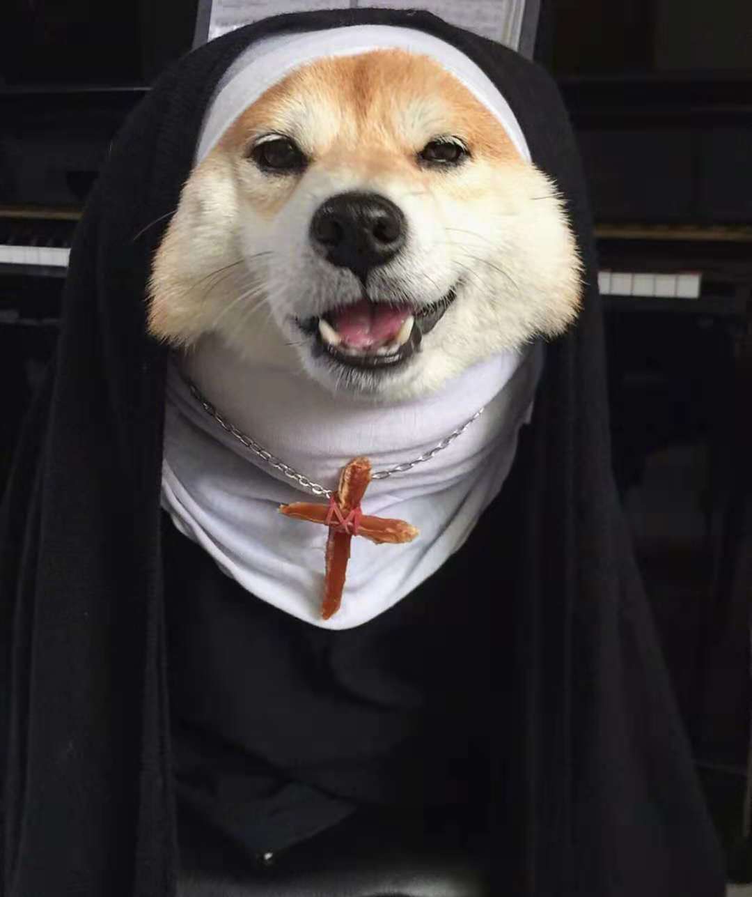 铲屎官脑洞大开柴犬变身唱诗班修女这邪魅一笑太帅了