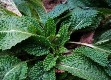 农村野外这种蟾蜍草有清热降火的效果你见过吗