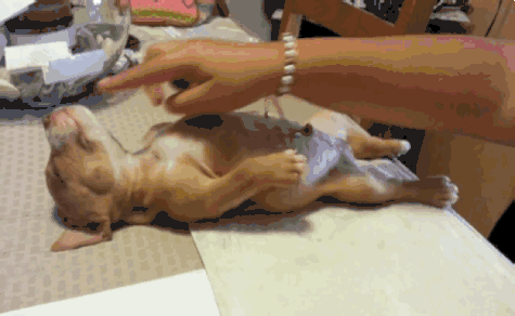 475_292gif 动态图 动图