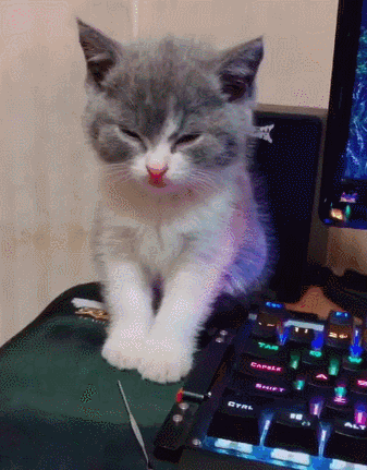 猫咪|主人|猫_新浪形排