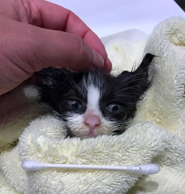 两只被遗弃在路边的流浪小奶猫,命中注定成了难兄难弟|小奶猫|猫咪|人