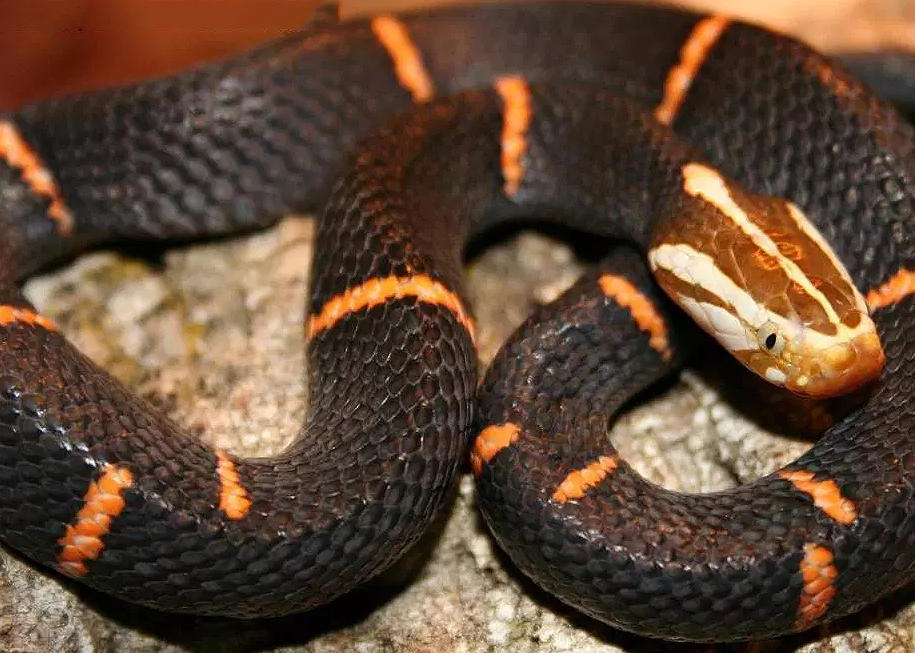 泳池发现白头蝰蛇想捉来当宠物专家忙劝别作死赶紧跑