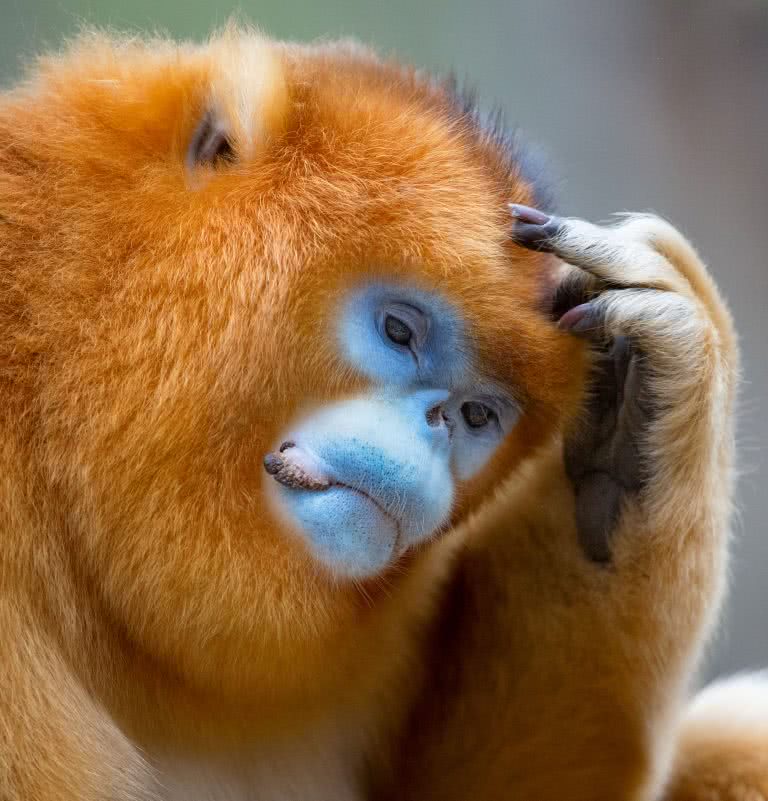 49岁的snapper mogens trolle拍的猴子思考照