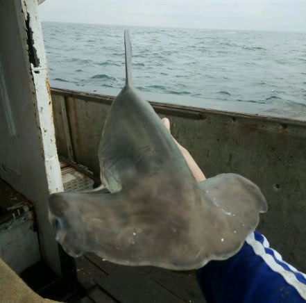 渔民捕到一只头像锤子的怪鱼,得知真相吓出一身冷汗!