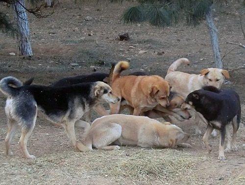 流浪狗被收养回家,半个月后狗狗逃跑还带着一群流浪狗堵住家门口