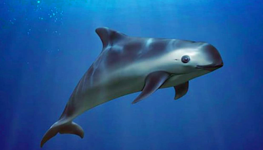 加湾鼠海豚我们再来看一下冠海豹.它们生活在北极.