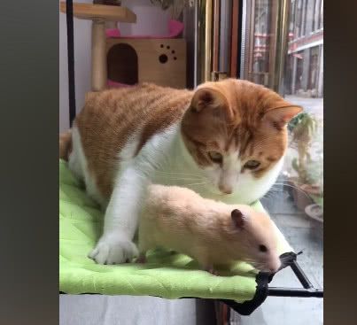 橘猫一次见到老鼠,抱着闻了二十分钟,老鼠:我好想逃却逃不掉!