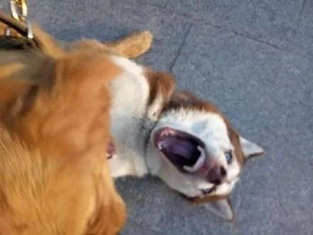 这次二哈又被按在地上摩擦,二哈你以后还是吵架好了