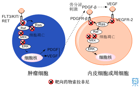 另一方面,又可通过阻断raf/mek/erk等信号传导通路抑制肿瘤细胞增殖.