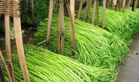 空心菜之王:中国名蔬博白蕹菜,曾在九十年代远销美国