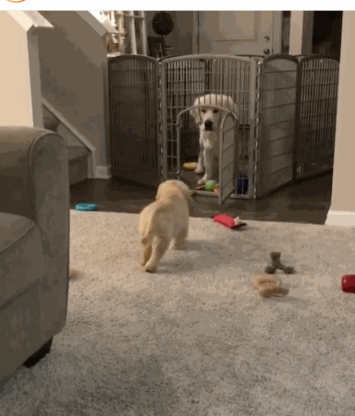 小狗晚回家,狗爸严肃的站在家门口,表情凝重:狗腿还想要么?