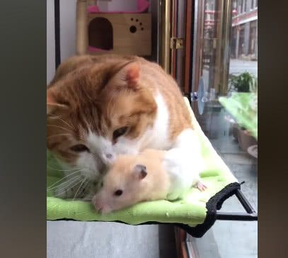 橘猫一次见到老鼠,抱着闻了二十分钟,老鼠:我好想逃却逃不掉!