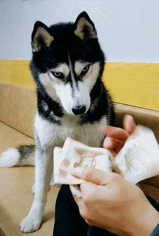 主人当二哈的面数钱,份额太多,粘上二哈口水出现奇效!