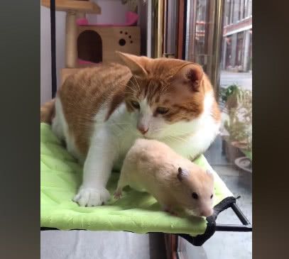 橘猫一次见到老鼠,抱着闻了二十分钟,老鼠:我好想逃却逃不掉!