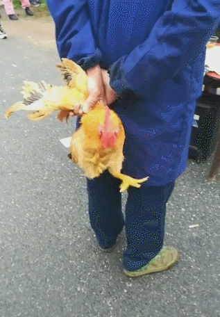 公鸡被主人抓翅膀,挂在身后,两只腿的举动让人笑翻!