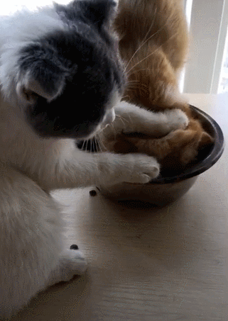 橘猫抢先一步吃饭,白猫忍无可忍,结果一拳摁了下去!