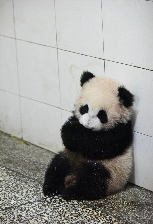 这只"揣手熊猫"火了!单靠一个姿势称霸表情包界