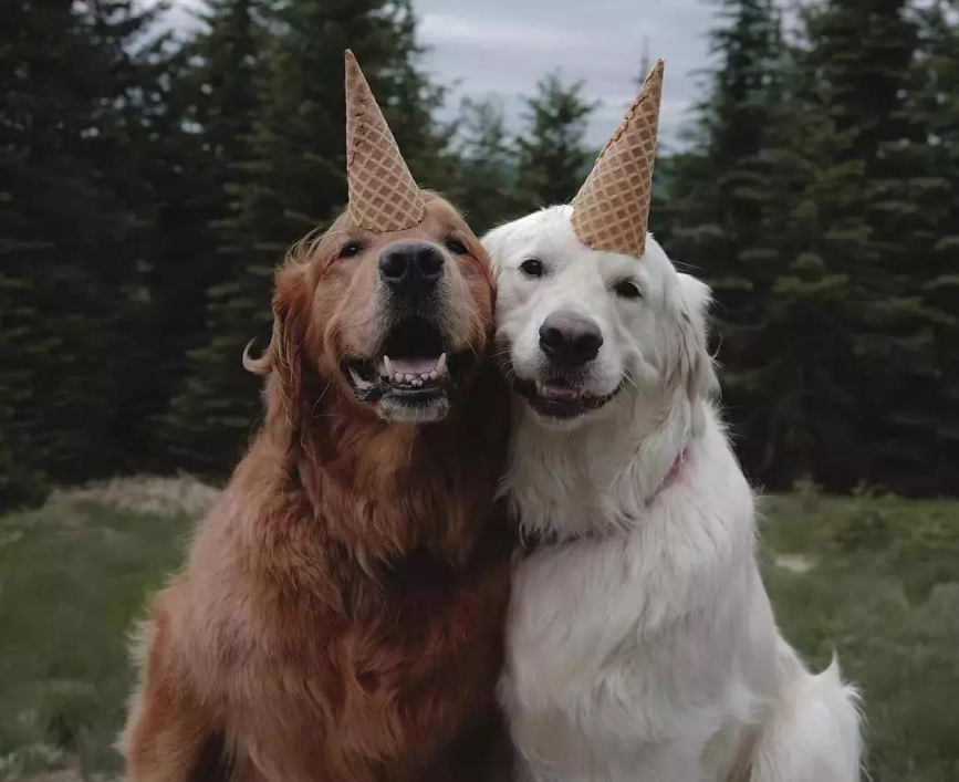 两只大金毛的"旅行"合照,真让人羡慕,带着狗子一起去旅行吧!