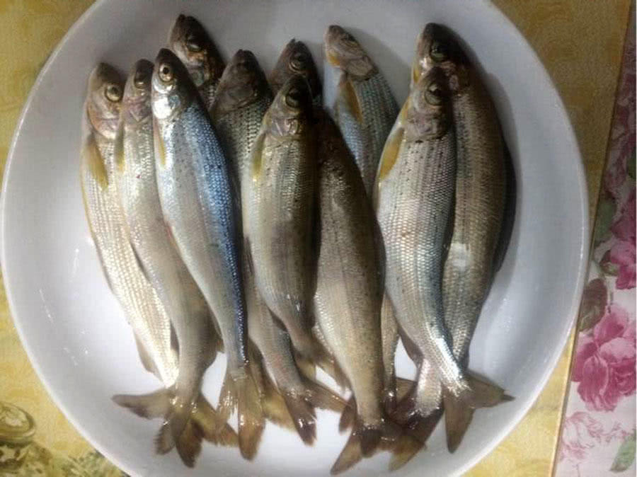 探钓西伯利亚"茴鱼",味鲜美胜过鲑鱼而成为地方精品鱼