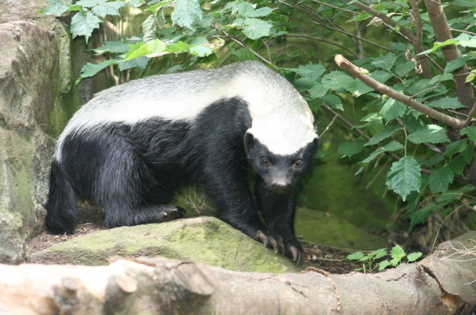 為什麼動物園從不敢養平頭哥蜜獾動物界的社會人惹不起