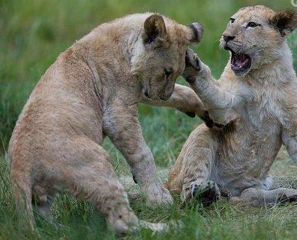 两个狮子在秀恩爱,互相打闹的样子也是够奇怪的,两只恩爱的狮子