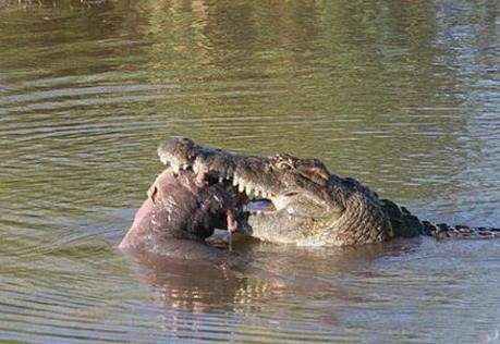 鳄鱼正在吃大口吃"肉条", 摄影师走进一看, 直呼震愤不已!