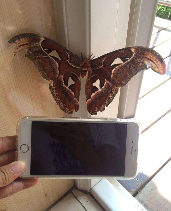 女子户外发现一条被烧死的巨型毛毛虫,得知原因后令人愤怒