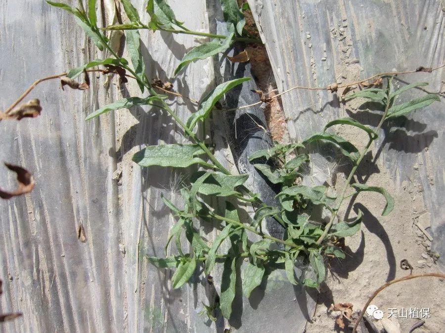 二甲四氯防除棉花田旋花草你怎么看