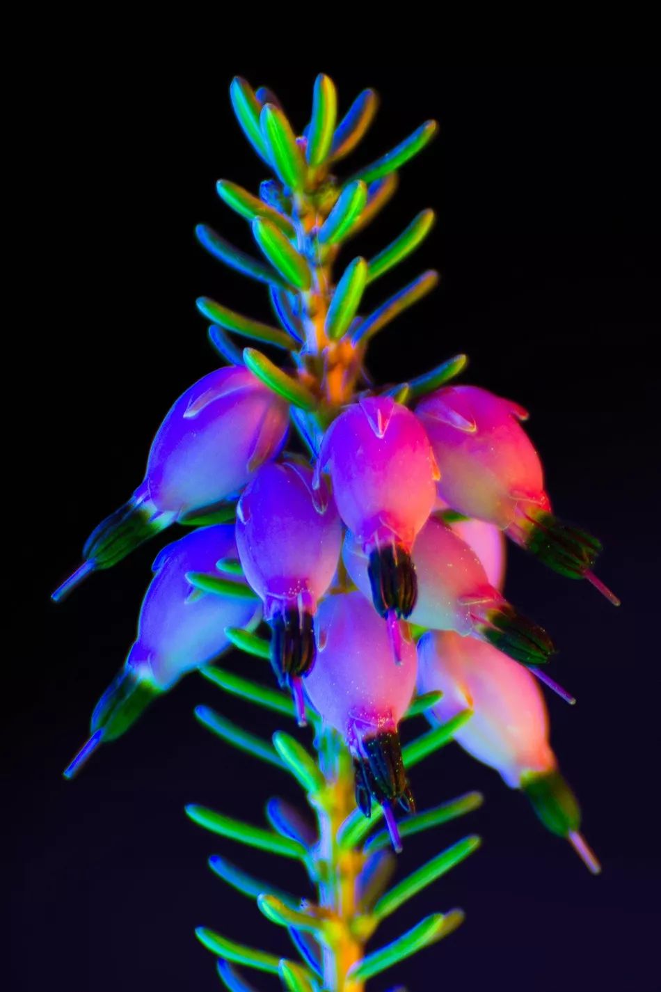 现代影像|超现实的荧光花卉,色彩夺目的创意视觉