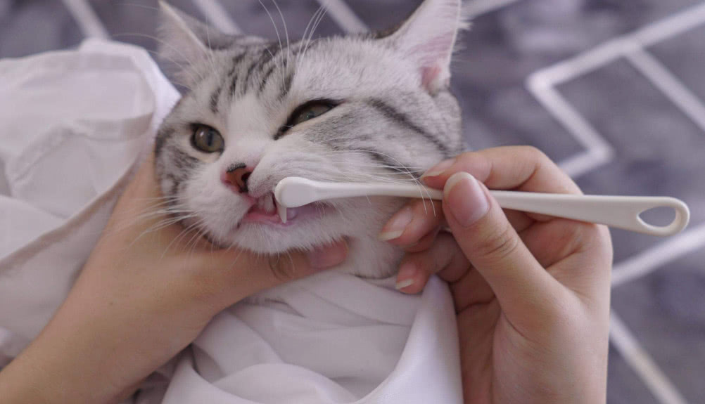 猫咪经常呕吐怎么办?别急,这五种方法可以帮你