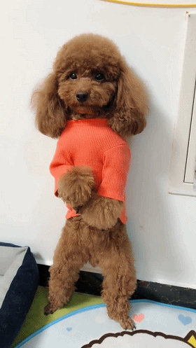 泰迪狗狗犯了错主人教训它泰迪还冲着主人笑