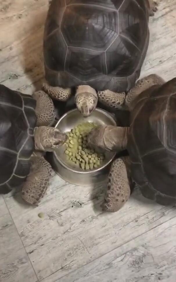 三只乌龟同食一碗粮食,端庄优雅,宠主:总感觉少了点啥